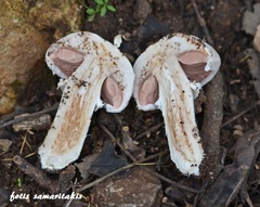 Agaricus pseudopratensis