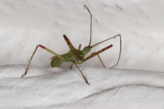 Atopozelus