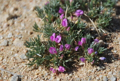 Oxytropis aciphylla