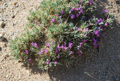 Oxytropis aciphylla