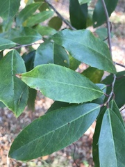 Prunus caroliniana