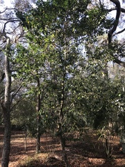 Prunus caroliniana