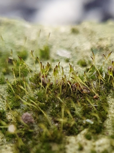 Image of Seligeria paucifolia by no rights reserved