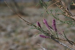 Tamarix elongata