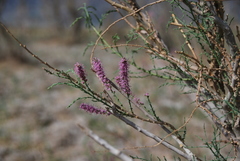 Tamarix elongata