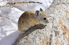 Ochotona macrotis