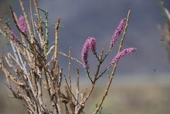 Tamarix elongata
