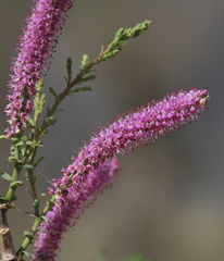Tamarix elongata