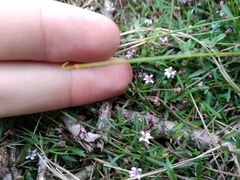 Lobelia eckloniana