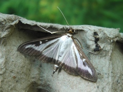 Cydalima perspectalis