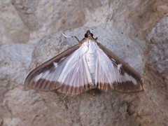 Cydalima perspectalis