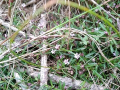 Lobelia eckloniana