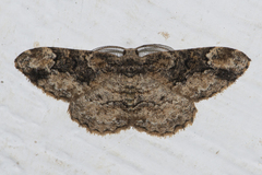 Parapholodes fuliginea