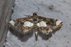 Agassiziella picalis