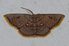 Chrysocraspeda olearia