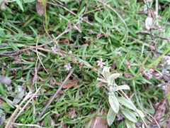 Lobelia eckloniana
