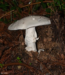 Amanita proxima