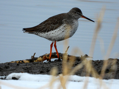Tringa totanus