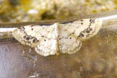 Idaea trigeminata