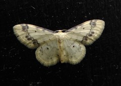Idaea trigeminata