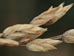 Poa clelandii