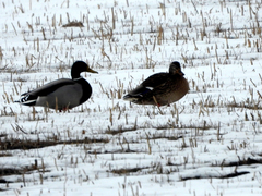 Anas platyrhynchos