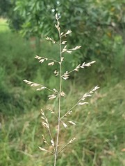 Poa clelandii