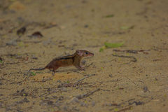 Monodelphis iheringi