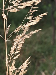 Poa clelandii