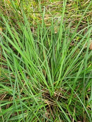 Poa clelandii