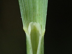 Poa clelandii