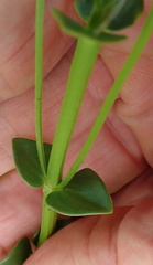 Sebaea sedoides