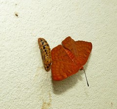 Emesis mandana