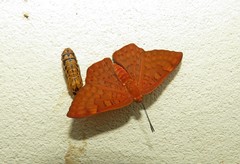 Emesis mandana