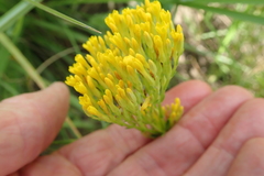 Sebaea sedoides