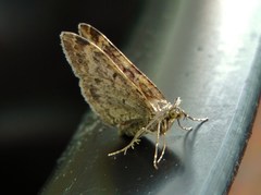 Xanthorhoe spadicearia