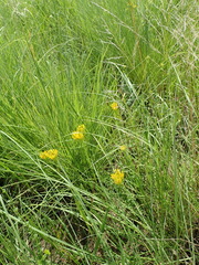 Sebaea sedoides
