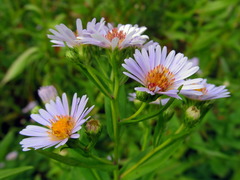 Symphyotrichum × salignum