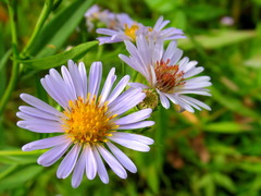 Symphyotrichum × salignum