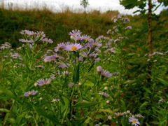 Symphyotrichum × salignum