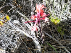 Cyrtanthus ventricosus