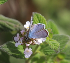 Echinargus isola