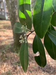 Prunus caroliniana