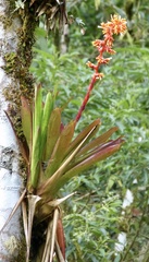 Guzmania multiflora