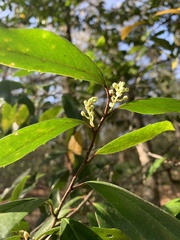 Prunus caroliniana