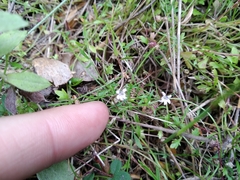 Lobelia eckloniana