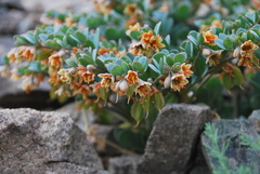 Zygophyllum pterocarpum