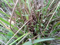 Lobelia eckloniana