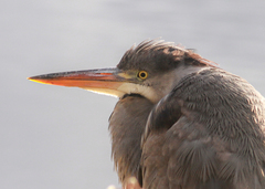 Ardea cinerea