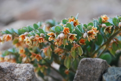 Zygophyllum pterocarpum